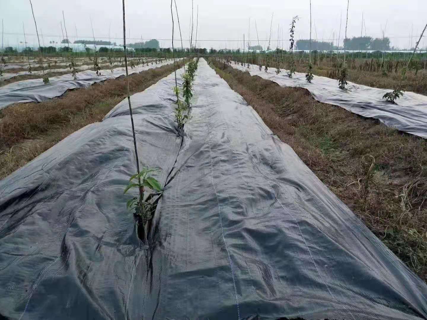 防草布