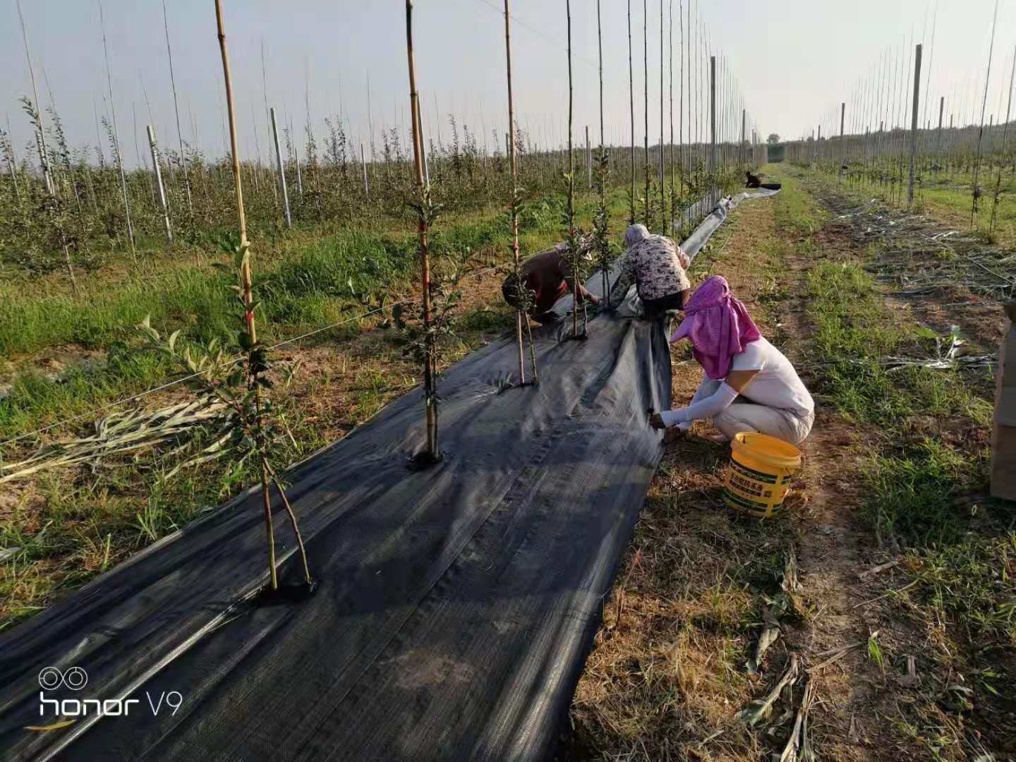 防草布案例