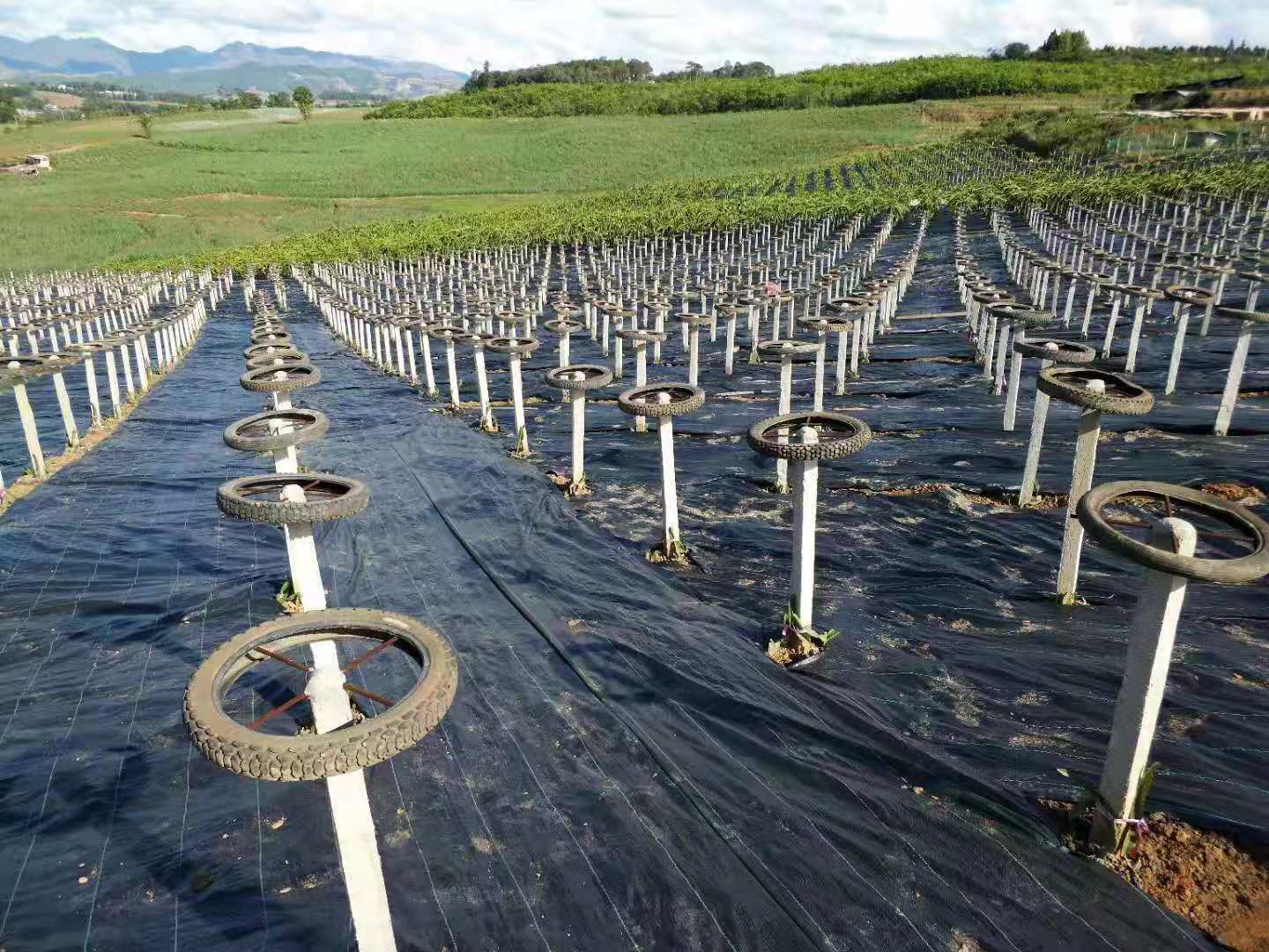 防草布案例