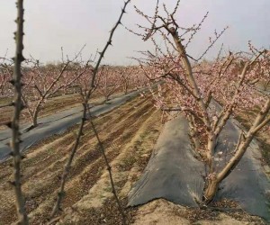 果园防草布常见的铺设方法-苗床基层